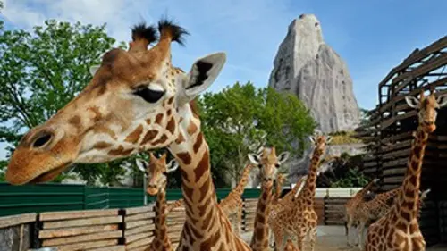 Bienvenue au zoo de Paris