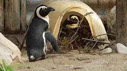 Visuel de Bienvenue chez les manchots