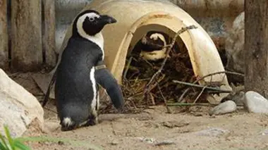 La saison des naissances