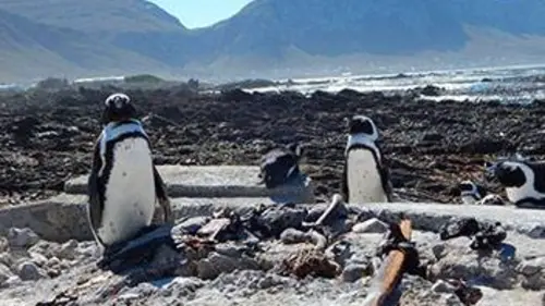 Bienvenue chez les manchots S01E02 La reine du refuge