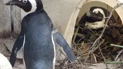 Visuel de Bienvenue chez les manchots