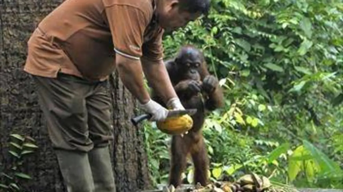 Bienvenue chez les orangs-outans S01E01 Premiers pas dans la jungle