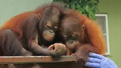 Visuel de Bienvenue chez les orangs-outans