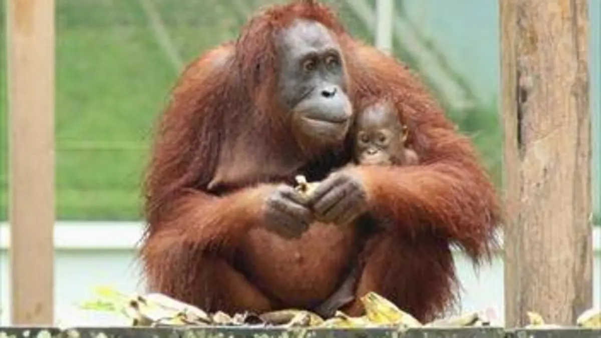 Bienvenue chez les orangs-outans S01E04 Une naissance à l'orphelinat