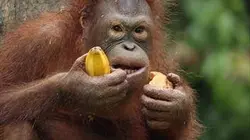 Visuel de Bienvenue chez les orangs-outans