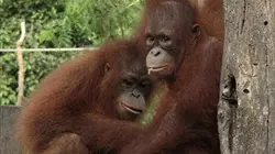 Visuel de Bienvenue chez les orangs-outans