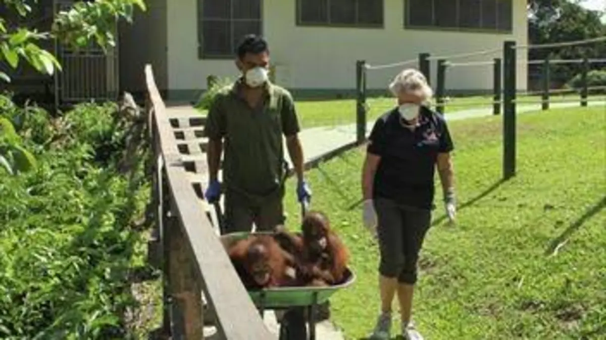 Bienvenue chez les orangs-outans S01E08 Test de paternité