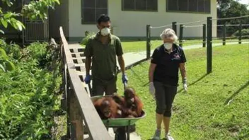 Épisodes de Bienvenue chez les orangs-outans