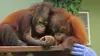 Bienvenue chez les orangs-outans S01E02 Deux poids deux mesures
