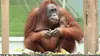 Bienvenue chez les orangs-outans S01E04 Une naissance à l'orphelinat (2014)