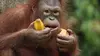Bienvenue chez les orangs-outans S01E05 Retour à la forêt (2014)