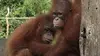 Bienvenue chez les orangs-outans S01E06 Deux adolescentes très précoces (2014)