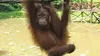 Bienvenue chez les orangs-outans S01E07 Un sauvetage rocambolesque (2014)
