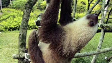 Un pas vers la liberté