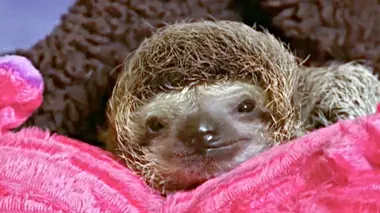 La nage du paresseux