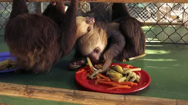 Il faut sauver Shusha