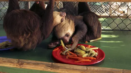 Bienvenue chez les paresseux