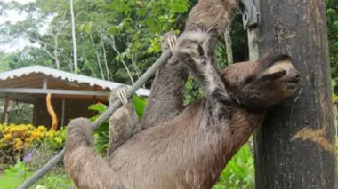 Bienvenue chez les paresseux