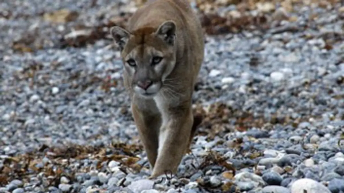 Big Sur, la Californie sauvage