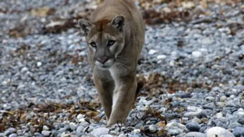 Big Sur, la Californie sauvage