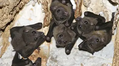 Chauves-souris en furie