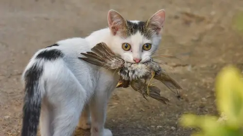 Biodiversité : faut-il chasser les chats"