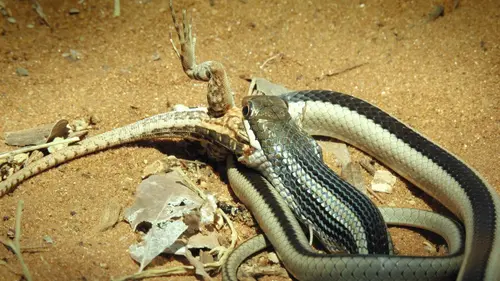 Biodiversité : les sanctuaires de l'espoir S01E01 Madagascar