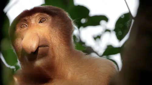 Casting Biodiversité : les sanctuaires de l'espoir