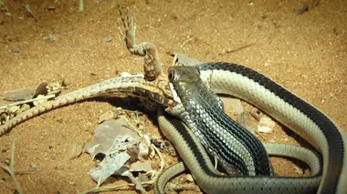 Biodiversité : les sanctuaires de l'espoir S01E01 Madagascar