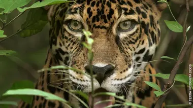 Biodiversité : les sanctuaires de l'espoir S01E02 L'Amérique centrale