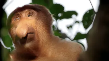 Biodiversité : les sanctuaires de l'espoir S01E04 Bornéo