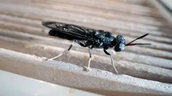 Bioéconomie : la révolution verte