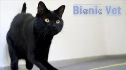 Bionic Vet'