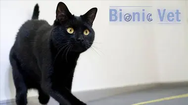 Bionic Vet' E04 I can only give you 50/50