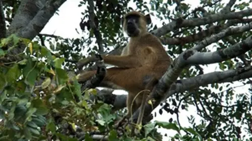 Biotiful planète S03E01 Mozambique