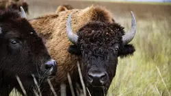 Bison : une histoire de l'Amérique Le chemin d'une renaissance
