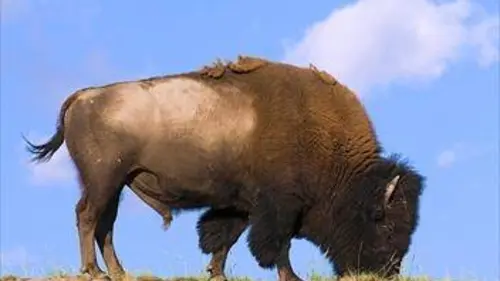 Bisons d'Europe