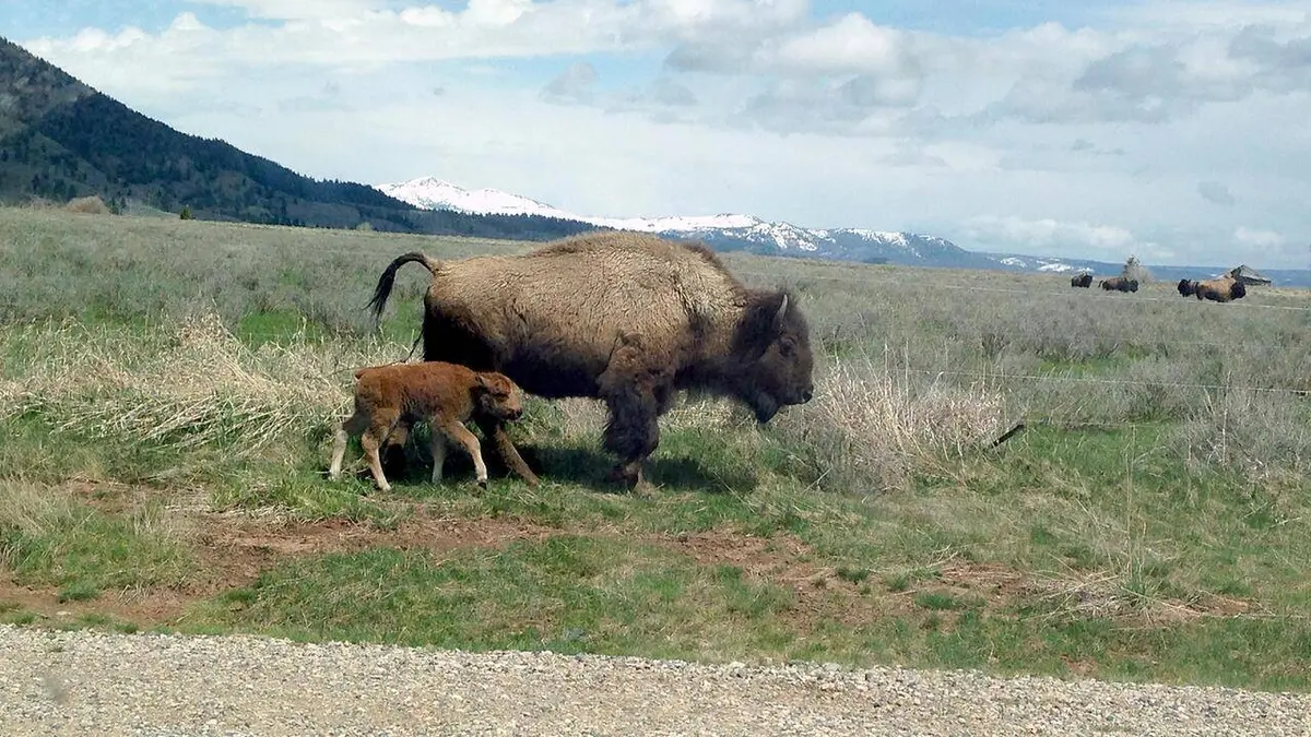 Bisons, les doux géants du Montana