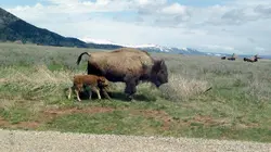 Bisons, les doux géants du Montana