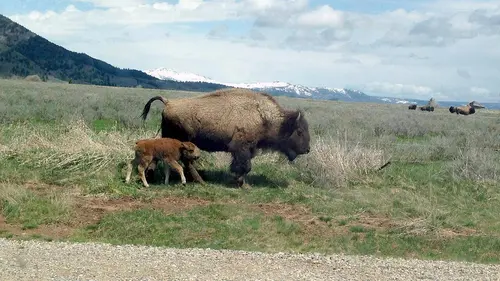 Bisons, les doux géants du Montana