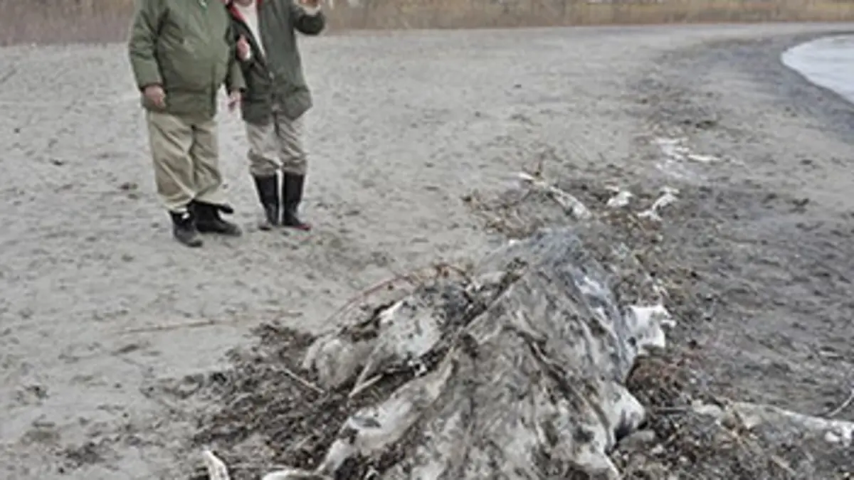 Bizarre ou pas ? S02E03