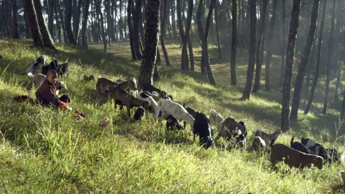 Black Goat