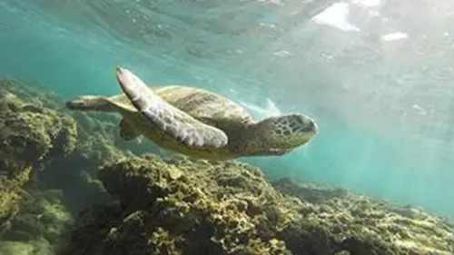 Bleu océan E09 Taihopu, protecteur des tortues