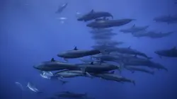 Visuel de Bleu océan