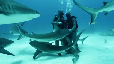 Bleu, un océan de solutions Les Bahamas