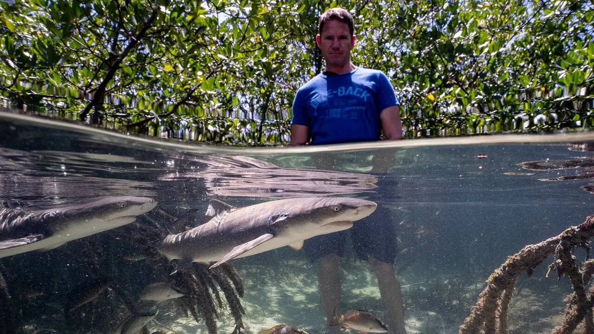 Les requins maîtres des profondeurs E01 Les requins maîtres des profondeurs