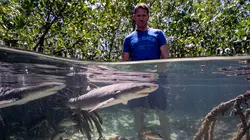 Les requins maîtres des profondeurs E01 Les requins maîtres des profondeurs