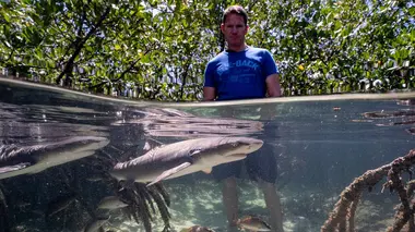 Les requins maîtres des profondeurs