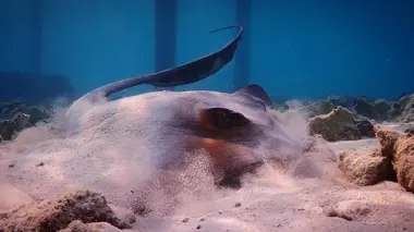 La Grande Barrière de corail : trésor en danger
