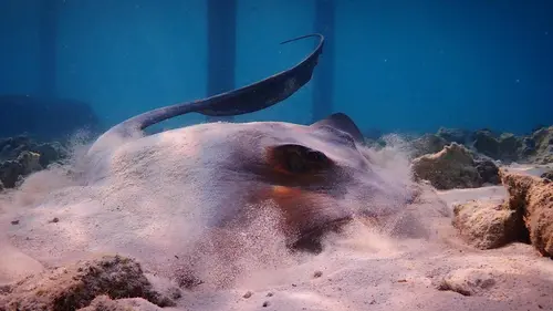 Blue Planet Revisited